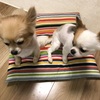 うちのわんこは犬犬だけど犬猿の仲