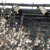 奈良県立民俗博物館・大和民俗公園の、「梅」と、「菜の花」