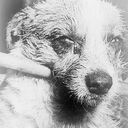 野良犬。故郷に帰る。