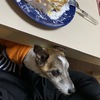 ペット(犬)　ライくんの話８　ご飯(食事療法)＆尿結石！？（蛋白漏出性腸症・低タンパク血症・低アルブミン血症)