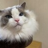 クッションがとても気に入ったふくちゃん