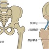 股関節