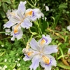シャガの花〈230407〉Fringed iris flower
