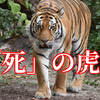 なぜ釈迦は死を虎にたとえられたか