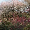 京都府立植物園の梅