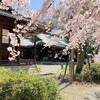 【大阪/三島郡】桜の時期の水無瀬神宮