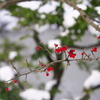 城崎温泉の天気・積雪情報「積雪あり！40年ぶりの大寒波・大雪ではないです！」