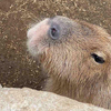 伊豆シャボテン公園でカピと再会したッ！？【年末年始の反省その4】