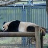 上野動物園へ一人で行ってきたけどすーっごく楽しかった【ソロプレイのススメ】