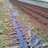 ニンニク収穫とサツマイモ植付け