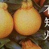 熊本県宇城市の名産不知火をいただきました。