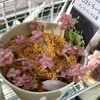 🌵多肉植物   プクプクなプロストラーツス他🌵
