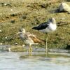 旅の途中　羽休め…鳥取・米子水鳥公園に飛来