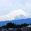 富士山の冠雪と左指無しハクセキレイ