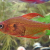 Red phantom tetra Rubra　レッドファントムテトラ ルブラ