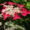 額紫陽花
