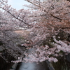 4月春の花散歩（桜散歩編）東京で川沿いの桜並木を楽しむ。穴場スポット「石神井川」。