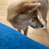 犬の食事を介護する