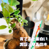 開運植物『ガジュマルの木』気になったので育ててみた。