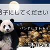 パンダ　　予報