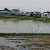 ６月８日（火）のダイサギ