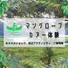 【奄美大島|マングローブ】カヌー体験|周辺のアクティビティ|ごはん屋さん・お土産屋さんの紹介！帰れマンデー放送!