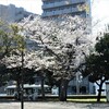 「桃の花」が満開、見頃の近隣公園！！（１）