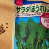 プランター栽培 サラダほうれん草　収穫しました