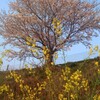 瀬戸中央道の桜