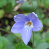 紫の野の花たち