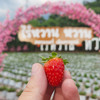 カンチャナブリでイチゴ狩りができる農園　ไร่หวานหวานสตรอเบอรี่สด