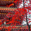 百草園のお隣、高幡不動尊の紅葉を見てきました