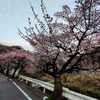 春の訪れ　熱海桜