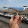 10月19日（日）東京港野鳥公園で「コアジサシを守ろう！木製デコイ補修ワークショップ」が開催され、お手伝いして来ました。