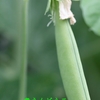 春の旬、実えんどう豆です。