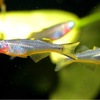 ポポンデッタ・フルカタ｜Forktail Blue-eye｜Pseudomugil furcatus