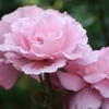 与野薔薇園‐の花　雨の中　撮りました。