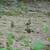 カワラヒワが地上で採餌する姿も(靭公園探鳥2023年8月)