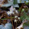 早春の花めぐり　