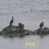 春の鳥見　三国町安島～雄島　その2