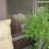 コーヒー豆焙煎の歴史を簡単に振り返ってみれば