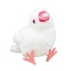 タイにおける鳥類ペットの現状と日本との違い