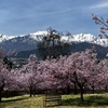 2025年お花見、今日は快晴！大町市「大町公園」「大町霊園」「市民の森」「観光道路」