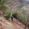 奥秩父　赤岩岳(直登ルート)