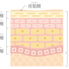 皮膚の仕組みについて◇備忘録も備忘録