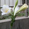 白百合の花