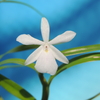 Dimerandra emarginata f. alba (albescens 花弁色素あり)