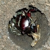 カブトムシがもう羽化しました☺