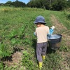 安納芋掘り 4歳の冒険