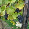 ﻿Top 25 Greatest Grape Vines Concepts On Pinterest